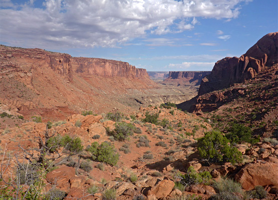 Bushes and boulders in Upheaval Valley