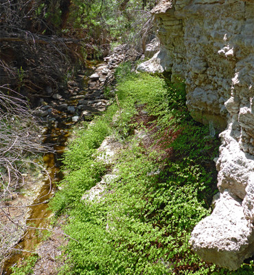 Cliff-lined stream