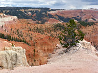 Tree on the rim