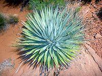 Bluish green leaves of Kaibab agave