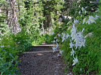 Columbines near Alpine Pond