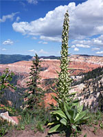 Monument plant