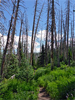 Regenerating woodland