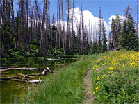 Path beside the pond