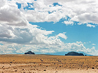 Pronghorn antelope