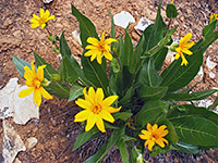 Mule's ears