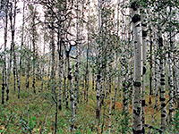 Aspen trees