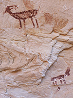Bighorn sheep