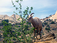 Bighorn sheep feeding