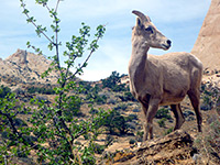 Bighorn sheep