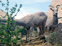 Two bighorn sheep