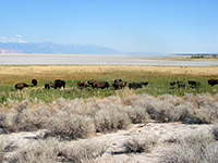 Bison and sagebrush