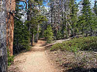 Bristlecone Trail