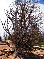 Bristlecone pine tree