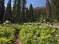 Wildflowers