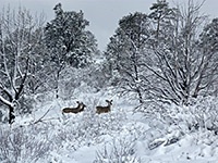 Three deer