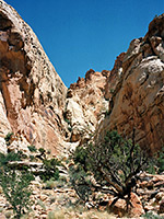 Canyon along Capitol Reef