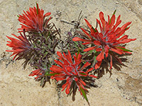 Castilleja scabrida