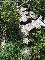 Columbines