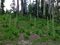 Monument plants