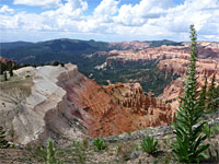 Wildflowers at the plateau edge