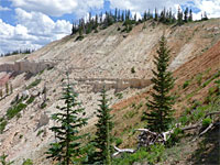 Pine trees