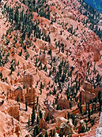 Hoodoos and pine trees