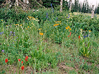 Wildflowers