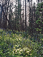 Flowers and woodland
