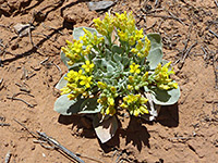 Small flowers, large leaves