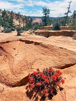 Indian paintbrush