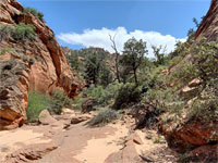 Bushy streambed