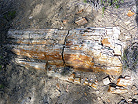 Petrified wood