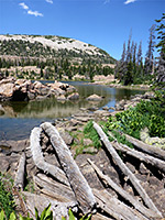 Logs beside Clyde Lake