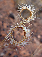 Grass seeds
