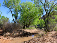 Tree-lined stream
