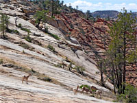 Group of sheep