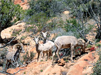 Sheep and paintbrush