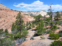 Scattered trees