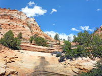 Trees and rocks