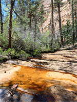 Trees and stream
