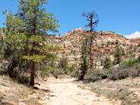 Sandy streambed