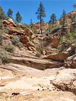 Bushy ravine