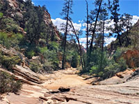 Trees in the canyon