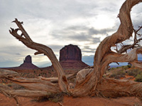Tree in front of the buttes