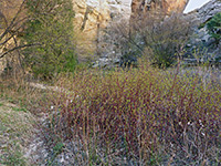 Red-stemmed plants