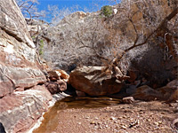 Tree and boulders