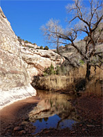 Cottonwood tree in Deer Canyon