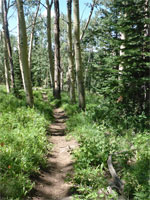 Path through aspen