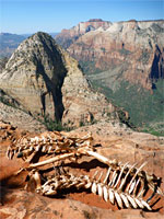Deer skeleton